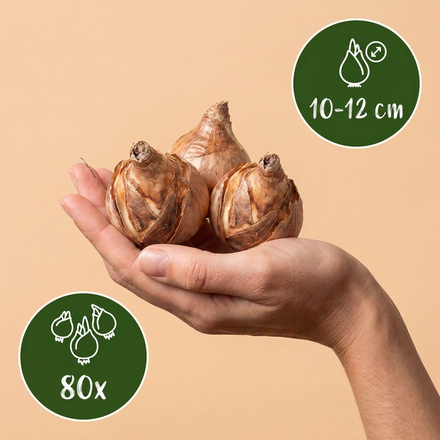 Narcisbollen Replete — wit en oranje, 80 stuks (bolmaat 10/12)