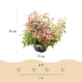 Green boutiQ - Tuinplant - Leucothoe Makijaz - Bruin - 1 Plant - Groenblijvend - Weinig Onderhoud - Pot 17cm Hoogte 45cm