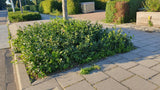 24x Euonymus fort. 'Coloratus' - ↕10-25cm - Ø9cm