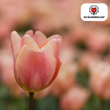 Tulpenbollen Apricot Foxx — zalmroze tulp, 20 stuks (maat 11/12)