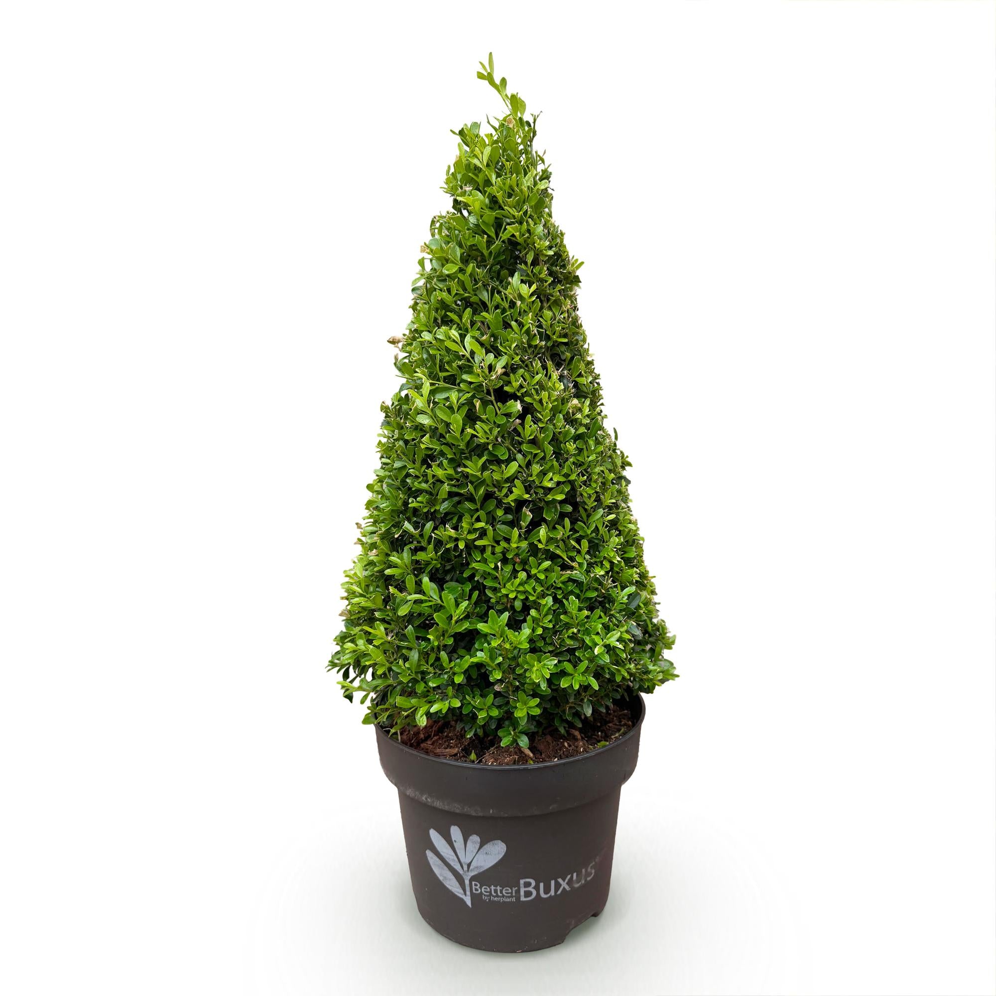 Green boutiQ - Buxus Pyramide - BetterBuxus Skylight - Resistant tegen de Buxus Schimmel - 1 Plant - Pot 23cm Hoogte 60-70cm