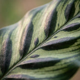 Green boutiQ - Kamerplant - Pauwenplant - Calathea Makoyana - Groen - Weinig onderhoud - 1 Plant - Pot 19cm - Hoogte 70cm