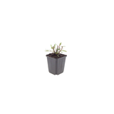 48x Gaura l. 'Whirling Butterflies' - ↕10-25cm - Ø9cm