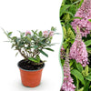 Green boutiQ - Tuinplant - Buddleja davidii Butterfly Candy Little Pink - Vlinderstruik - Compact - Roze - 1 Plant - Pot 12cm - Hoogte 20-25cm
