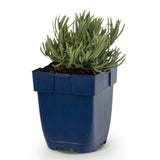 Green boutiQ - Vasteplant - Lavandula ang. Hidcote - Lavendel - Geurend - Paars - 1 Plant - Pot 11cm - Hoogte 15-25cm
