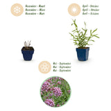 Green boutiQ - Vasteplant - Verbena bonariensis Lollipop - Ijzerhard - Bijen en Vlinderlokkers - Paars - 24 Planten - Pot 11cm - Hoogte 15-25cm