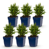 Green boutiQ - Vasteplant - Aster (D) Schneekissen - Zeeaster - Bijen en Vlinderlokkers - Wit - 6 Planten - Pot 11cm - Hoogte 15-25cm