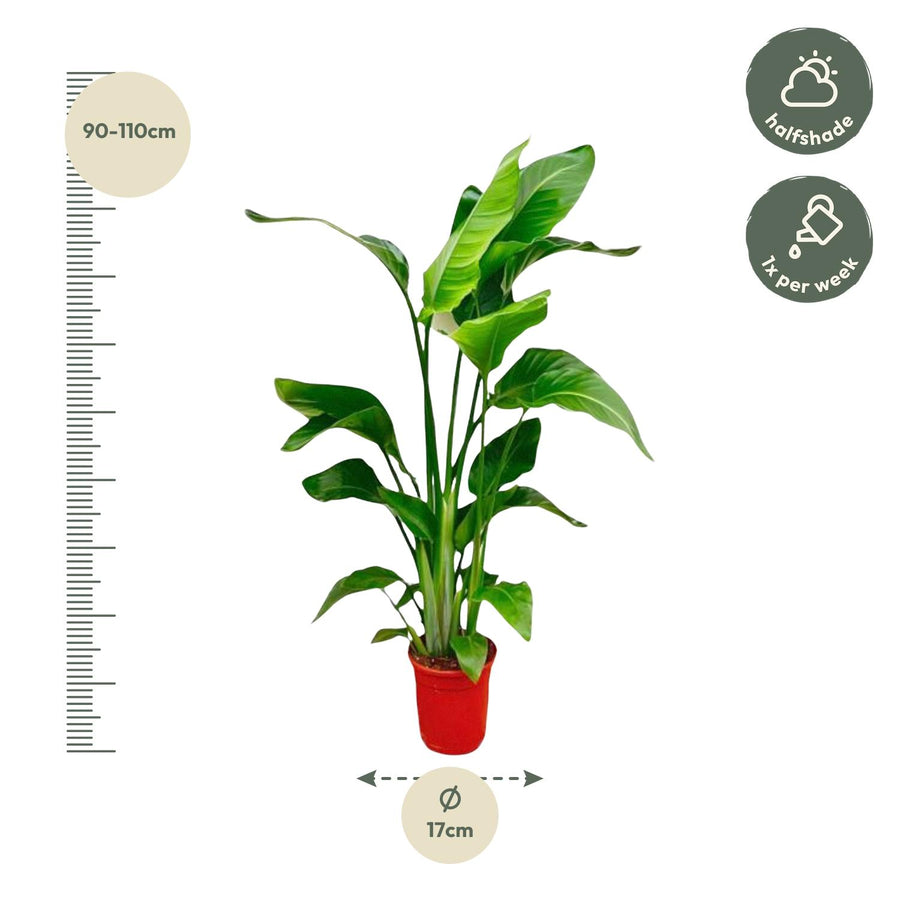 Strelitzia Nicolai – 70-100 cm hoog (foto 2)