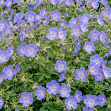 Green boutiQ - Vasteplant - Geranium 'Rozanne' - Ooievaarsbek - Bodembedekkend - Blauw - 1 Plant - Pot 11cm - Hoogte 15-25cm