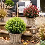 Green boutiQ - Terrasplant - Skimmia japonica Duo - Bloem Wit & Rood - 40+ Bloemen - 2 Planten - Winterhard - Pot 19cm Hoogte 60cm