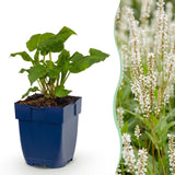 Green boutiQ - Vasteplant - Persicaria ampl. Alba - Duizendknoop - Schaduw - Wit - 3 Planten - Pot 11cm - Hoogte 15-25cm