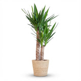 Yucca Elephantipes met Zeegras mand naturel - 90cm - Ø21