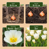 60x Tulipa Triumph White - Triomftulp - Wit - Voorjaarsbloeier - Bolmaat 11/12