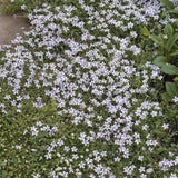 24x Isotoma fluviatilis - ↕10-25cm - Ø9cm