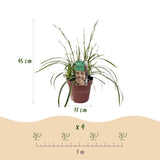 Green boutiQ - Siergrassen - Carex morrowii Ice Dance- Wit & Groen - 1 Planten - Groenblijvend - Winterhard - Pot 17cm Hoogte 50cm