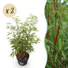 Green boutiQ - Grassen - Fargesia scabrida Asian Wonder - Niet Woekerende Bamboe - Bladhoudend - Groen - 2 Planten - Pot 23 cm - Hoogte 80 cm
