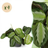 Green boutiQ - Kamerplant - Maranta Fascinator Silverband - Gebedsplant - Huisdiervriendelijke Plant - Groen - 4 Planten - met Potter Grijs - Pot 12cm - Hoogte 25cm