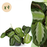 Green boutiQ - Kamerplant - Maranta Fascinator Silverband - Gebedsplant - Huisdiervriendelijke Plant - Groen - 4 Planten - met Potter Grijs - Pot 12cm - Hoogte 25cm