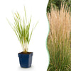 Green boutiQ - Grassen - Calamagrostis Karl Foerster - Struisriet - Met Pluim - Groen - 24 Planten - Pot 11cm - Hoogte 15-25cm
