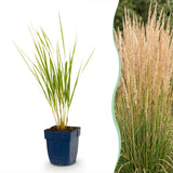 Green boutiQ - Grassen - Calamagrostis Karl Foerster - Struisriet - Met Pluim - Groen - 24 Planten - Pot 11cm - Hoogte 15-25cm