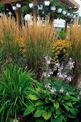 6x Calamagrostis acut. 'Karl Foerster'- ↕10-25cm - Ø9cm