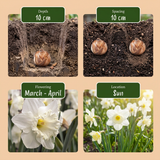 35x Bulb Sunny Garden - Zonnige tuinbol - Diversen - Zomerbloeier - Bolmaat 10/12