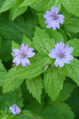6x Geranium nodosum - ↕10-25cm - Ø9cm