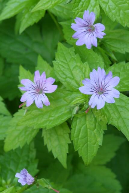 Geranium nodosum – 6 planten · pot Ø9 cm · 10-25 cm hoog (foto 3)