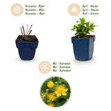 Green boutiQ - Vasteplant - Hypericum calycinum - Sint-Janskruid - Bijen- en vlinderlokkers - Geel - 1 Plant - Pot 11cm - Hoogte 15-25cm