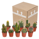 Cactus mix 5.5 cm - 10x - zonder pot