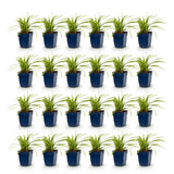 Green boutiQ - Grassen - Carex morrowii Ice Dance - Japanse Zegge - Groenblijvend - Creme-Groen - 24 Planten - Pot 11cm - Hoogte 15-25cm