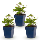 Green boutiQ - Vasteplant - Anemone hup. Splendens - Herfst Anemoon - Schaduw - Donker Roze - 3 Planten - Pot 11cm - Hoogte 15-25cm