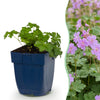 Green boutiQ - Vasteplant - Geranium cant. Cambridge - Ooievaarsbek - Bodembedekkend - Licht Roze - 24 Planten - Pot 11cm - Hoogte 15-25cm