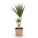 Green BoutiQ - Green is... Kamerplanten - Dracaena Marginata - Drakenbloedboom - Weinig onderhoud - met mand - Groen - 1 Plant - Pot 17cm - Hoogte 70-80cm