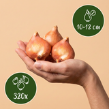 Tulpenbollen roze-rood mix — tweekleurige tulpenmix, 320 stuks (maat 10/12)