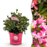 Green boutiQ - Dwerg Rhododendron - Rhododendron Bloombux Magenta - Bloeiende Buxus - Weinig Onderhoud - Roze Bloem - 1 Plant - Pot 23cm - Hoogte 45-55cm