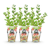 Green boutiQ - Fruitplanten - Kruisbes - Ribes uva-crispa Hinnonmaki Rod - Winterhard - 3 Planten - Pot 9 cm - Rode Bes