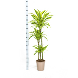 Dracaena Deremensis Lemon Lime Ø24cm - ↕130 - 150cm