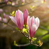 Green boutiQ - Tuinplant - Magnolia Ricki - Bloem Rood - 1 Plant - Bladverliezend - Weinig Onderhoud - Pot 12cm Hoogte 30cm