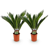 Green boutiQ - Kamerplant - Cycas revoluta - Palmvaren - Weinig onderhoud - Groen - 2 - Pot 17cm - Hoogte 55-65cm