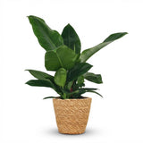 Green boutiQ - Kamerplant - Philodendron - Philodendron Imperial Green - Groen - Weinig onderhoud - 1 Plant - met Mand - Pot 19cm - Hoogte 65cm