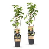 Green boutiQ - Fruitplant - Ribes nigrum Ben Nevis - Bessenplant - Winterhard - Zwarte Bes - 2 Planten - Pot 15cm - Hoogte 50cm
