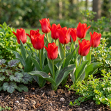 120x Tulipa Greigii Red - Greigii-tulp - Rood - Voorjaarsbloeier - Bolmaat 11/12