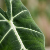 Green boutiQ - Kamerplant - Olifantsoor - Alocasia Frydek - Groen - Weinig onderhoud - 1 Plant - met Potter Wit - Pot 19cm - Hoogte 60cm