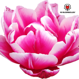 Tulpenbollen Columbus — roze-witte pioentulp, 20 stuks (maat 11/12)