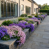 Green boutiQ - Vasteplant - Campanula portenschlagiana Tricolour - Perzikbladklokje - Bodembedekkend - Paars - Roze - Wit - 24 Planten - Pot 11cm - Hoogte 15-25cm