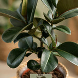 Green boutiQ - Kamerplant - Rubberplant - Ficus Elastica Cloe - Groen - Weinig onderhoud - 1 Plant - met Mand - Pot 19cm - Hoogte 65cm