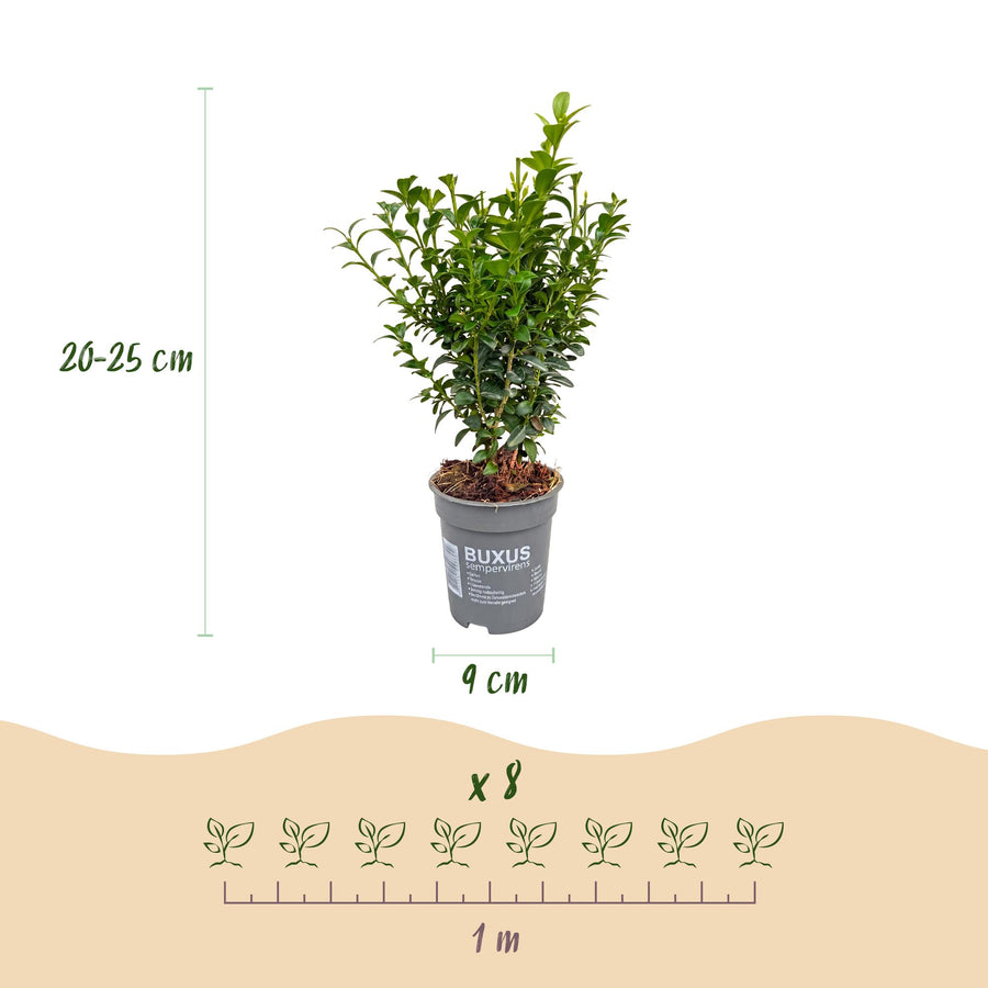 Buxus sempervirens — Palmboompjehaag, 40 stuks, 20-25 cm