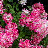 Green boutiQ - Pluim Hortensia - Hydrangea panniculata Pink Diamond - Bloem Wit Roze- 3 Planten - 1 m2 - Bladverliezend - Grote Bloemen - Pot 17cm Hoogte 50cm