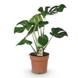 Green BoutiQ - Green is... Kamerplanten - Monstera Deliciosa - Gatenplant - Weinig onderhoud - Groen - 1 Plant - Pot 17cm - Hoogte 50-55cm